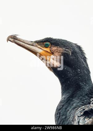 Tête de cormoran sur fond blanc. Photo de haute qualité Banque D'Images