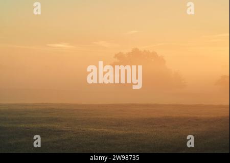 Arbre couvert de brouillard le matin dans le nord de l'allemagne. Photo de haute qualité Banque D'Images