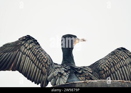 cormorant sur fond blanc. Photo de haute qualité Banque D'Images