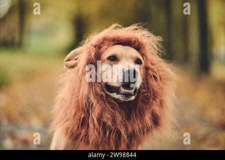 Labrador est déguisé en Lion. Photo de haute qualité Banque D'Images