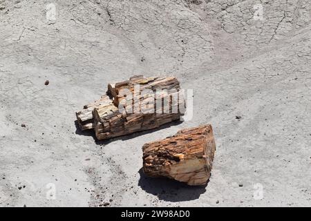 Gros morceaux de bûches minérales cristallisées sur le sol dans le parc national Petrified Forest Banque D'Images