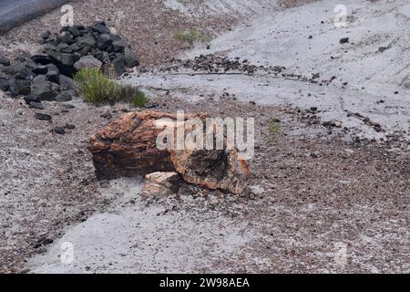 Gros morceaux de bûches minérales cristallisées sur le sol dans le parc national Petrified Forest Banque D'Images