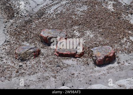 Gros morceaux de bûches minérales cristallisées sur le sol dans le parc national Petrified Forest Banque D'Images