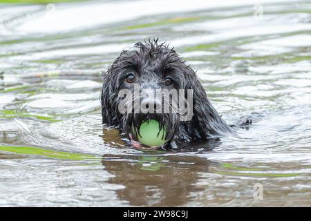 Kidderminster, Royaume-Uni. 25 décembre 2023. Météo britannique : un matin de Noël sec et frais et certains d'entre nous sont sortis pour un plongeon dans l'étang local avec nos nouveaux jouets! Crédit : Lee Hudson/Alamy Live News Banque D'Images