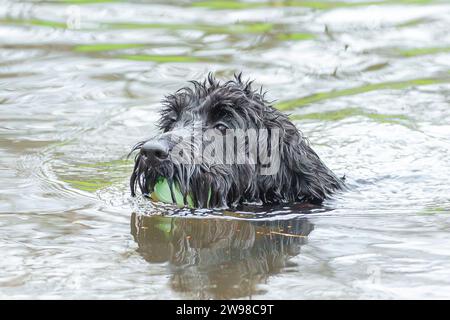 Kidderminster, Royaume-Uni. 25 décembre 2023. Météo britannique : un matin de Noël sec et frais et certains d'entre nous sont sortis pour un plongeon dans l'étang local avec nos nouveaux jouets! Crédit : Lee Hudson/Alamy Live News Banque D'Images