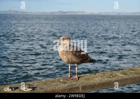 Une mouette brune juvénile debout sur la main courante en bois de la promenade à l'embarcadère 39 dans le centre-ville de San Francisco Banque D'Images