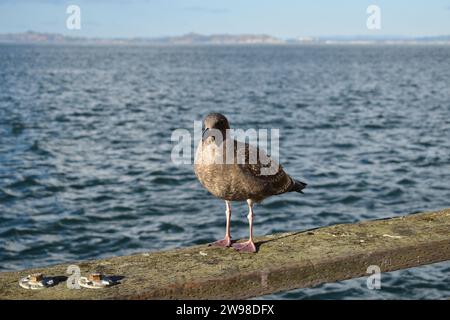 Une mouette brune juvénile debout sur la main courante en bois de la promenade à l'embarcadère 39 dans le centre-ville de San Francisco Banque D'Images