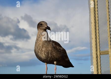 Une mouette brune juvénile debout sur la main courante en bois de la promenade à l'embarcadère 39 dans le centre-ville de San Francisco Banque D'Images