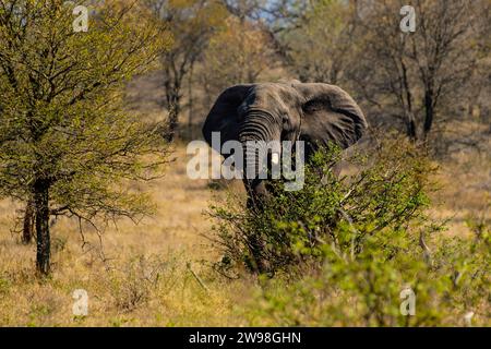 Un éléphant d'Afrique se tient debout dans un champ herbeux luxuriant, son tronc se balançant dans les airs Banque D'Images
