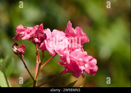 Gros plan de fleur de lauriers roses avec des plantes floues vertes sur le fond Banque D'Images