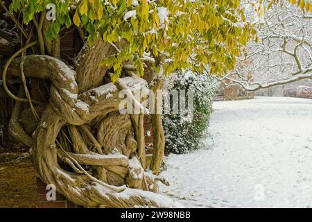 Une plante de Wisteria grainée et ancienne avec un saupoudrage de neige neuve sur ses feuilles vert pâle et jaune dans les Valley Gardens, Harrogate, Yorkshire, Royaume-Uni. Banque D'Images