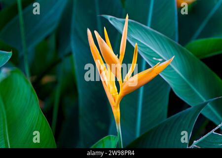 Faux oiseaux de paradis (Heliconia) fleurs jaunes et feuilles vertes dans la jungle, Vietnam Banque D'Images
