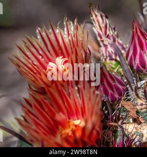 Fleur de cactus d'hameçon - Ferocactus wislizenii floraison aka baril d'hameçon - fleurs de cactus fleurs de jardin du désert - jardin botanique du désert Banque D'Images