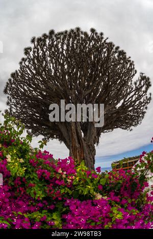 Célèbre arbre de Drago (El Drago Milenario) - Icod de los Vinos, Tenerife, Iles Canaries, Espagne Banque D'Images