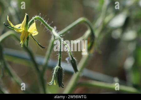 Fleurs de tomate jaune floraison Macro photo sur photo de fond floue Banque D'Images