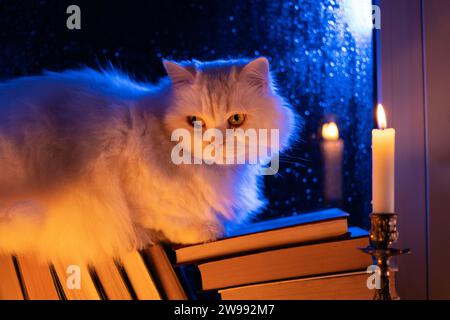 Chat moelleux blanc reposant sur une pile de livres en papier, pluie nocturne dans la fenêtre, automne Banque D'Images