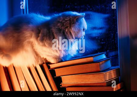 Chat moelleux blanc reposant sur une pile de livres en papier, pluie nocturne dans la fenêtre, automne Banque D'Images