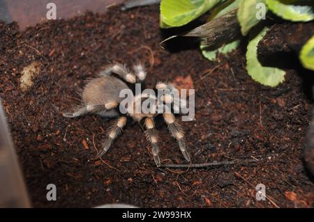 araignée, terrarium, araignée avec poussins, tarentule, tarentules, araignées, arachnides, Theraphosidae Banque D'Images