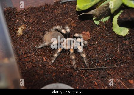 araignée, terrarium, araignée avec poussins, tarentule, tarentules, araignées, arachnides, Theraphosidae Banque D'Images