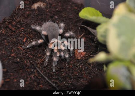 araignée, terrarium, araignée avec poussins, tarentule, tarentules, araignées, arachnides, Theraphosidae Banque D'Images