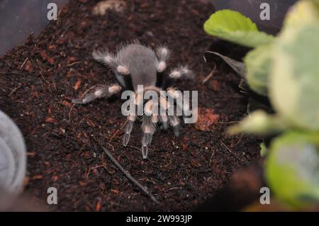 araignée, terrarium, araignée avec poussins, tarentule, tarentules, araignées, arachnides, Theraphosidae Banque D'Images