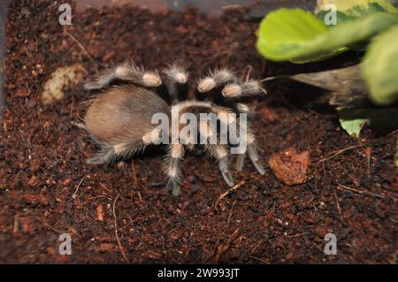 araignée, terrarium, araignée avec poussins, tarentule, tarentules, araignées, arachnides, Theraphosidae Banque D'Images