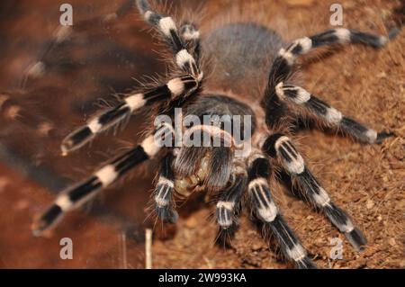 araignée, terrarium, araignée avec poussins, tarentule, tarentules, araignées, arachnides, Theraphosidae Banque D'Images