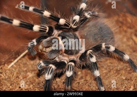 araignée, terrarium, araignée avec poussins, tarentule, tarentules, araignées, arachnides, Theraphosidae Banque D'Images