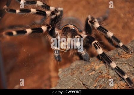 araignée, terrarium, araignée avec poussins, tarentule, tarentules, araignées, arachnides, Theraphosidae Banque D'Images