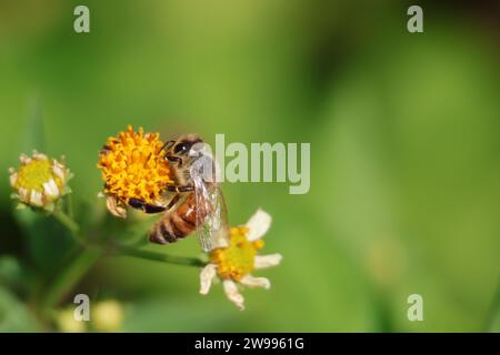 Un plan rapproché d'une abeille sur une fleur jaune vibrante Banque D'Images