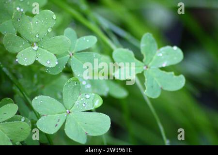 Gros plan d'une plante de trèfle vert luxuriant avec des gouttelettes d'eau scintillantes reposant sur ses feuilles Banque D'Images