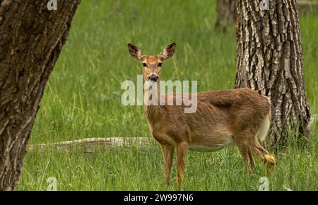 Une biche dans un champ entre des arbres dans une zone herbeuse parmi de grands arbres Banque D'Images
