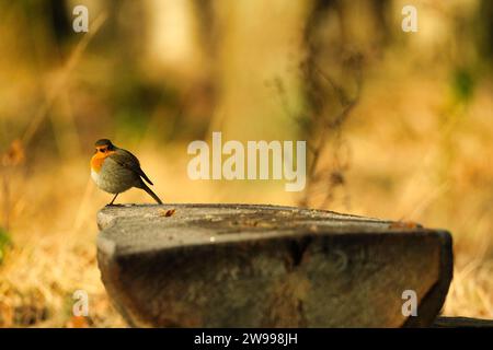 Un Robin européen (erithacus rubecula ou Rotkehlchen) est assis sur un banc forestier en regardant la caméra Banque D'Images