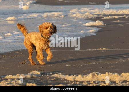 Un chien goldendoodle shaggy heureux courant le long de la rive d'une plage par une journée ensoleillée Banque D'Images