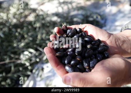 Les oliviers sont récoltés dans le village de Haizer, à Bouira, au nord d'Alger, Algérie, le 24 décembre, 2023. la wilaya de Bouira est réputée pour la qualité de son huile d ' olive et produit environ 5 millions de litres par an. (Photo de Billel Bensalem/APP) (photo de APP/NurPhoto)0 crédit : NurPhoto SRL/Alamy Live News Banque D'Images