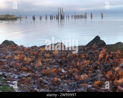 Une plage idyllique à Seattle, Washington, avec du canard et des feuilles mortes éparpillées sur le rivage Banque D'Images