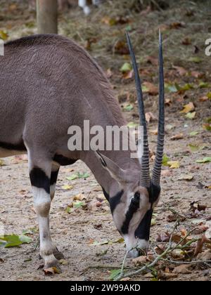 Une Gazelle Oryx debout dans son enclos dans un zoo Banque D'Images