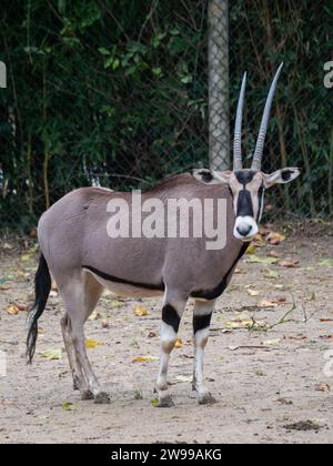 Une Gazelle Oryx debout dans son enclos dans un zoo Banque D'Images