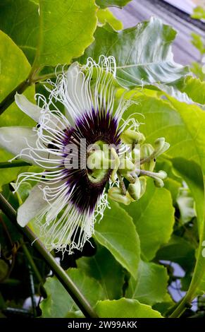 Une passiflore comestible violette vibrante fleurissant au sommet d'une plante verte luxuriante Banque D'Images