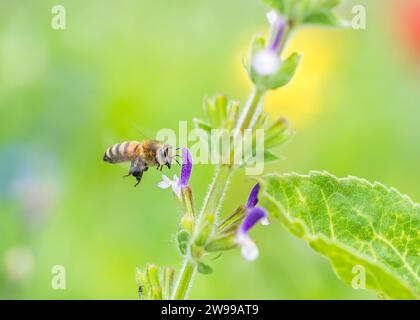 Une abeille est capturée en vol, naviguant vers une fleur violette vibrante. Banque D'Images