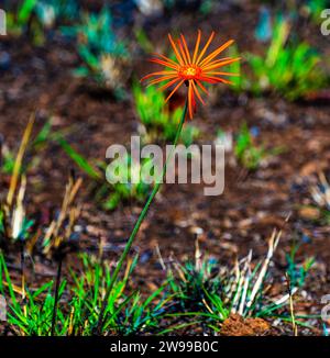 Cette image montre une fleur orange vibrante debout dans un lit d'herbe verte luxuriante, créant un contraste de couleurs époustouflant Banque D'Images