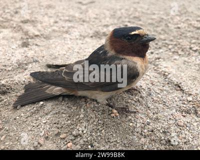 Gros plan d'une hirondelle américaine (Petrochelidon pyrrhonota) perchée sur une plage de sable Banque D'Images