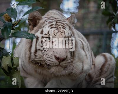 Un gros plan d'un majestueux tigre blanc dans le zoo. France Banque D'Images