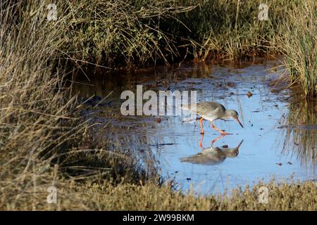 Redshank (Tringa erythropus) se nourrissant sur Keyhaven Marshes, Hampshire Banque D'Images