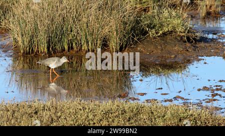 Redshank (Tringa erythropus) se nourrissant sur Keyhaven Marshes, Hampshire Banque D'Images