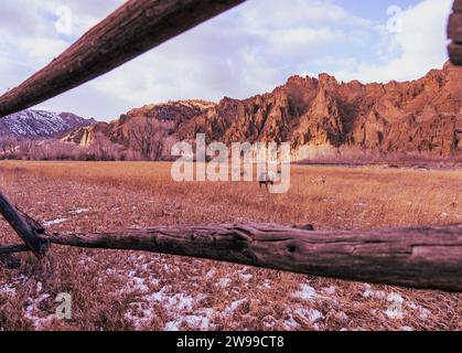 Près de Cody, Wyoming, le long de la Northfork Highway, des moutons bighorn paissent dans des pâturages. La zone encadrée par des clôtures montre la rivière lointaine et les montagnes. Banque D'Images