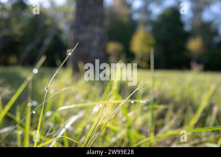 Une scène matinale idyllique dans une forêt avec une prairie ensoleillée d'herbe verte luxuriante Banque D'Images