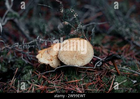 Une paire de champignons poussant sur le sol dans la forêt de Fontainebleau Banque D'Images