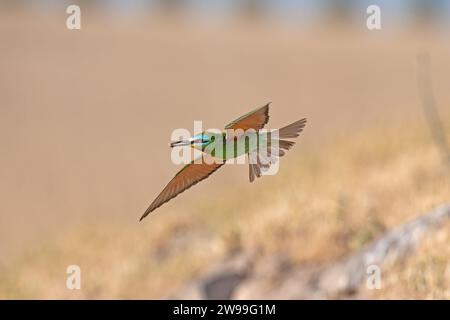 Mangeur d'abeilles à joues bleues, Merops persicus volant dans le ciel. Banque D'Images