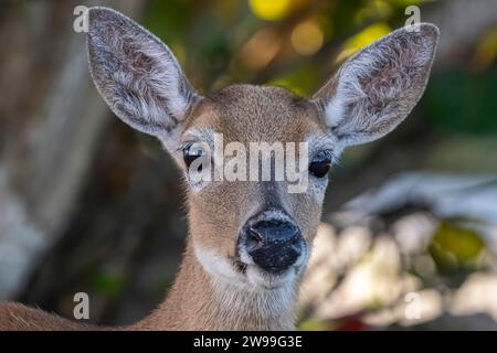 Cette image montre un jeune cerf de Virginie debout dans un champ herbeux luxuriant Banque D'Images